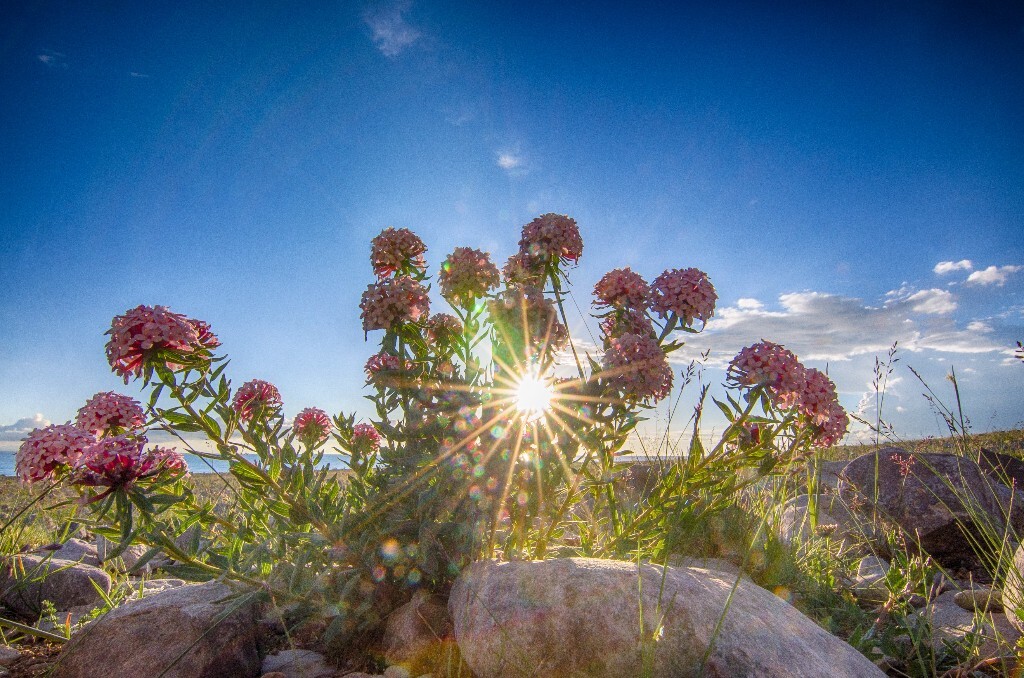 格桑花