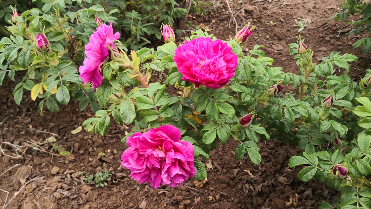 药食同源平阴重瓣红玫瑰花开平阴玫瑰养人的东方玫瑰