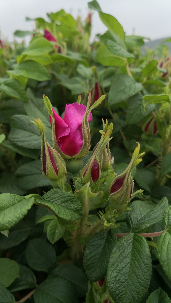 药食同源平阴重瓣红玫瑰花开平阴玫瑰养人的东方玫瑰
