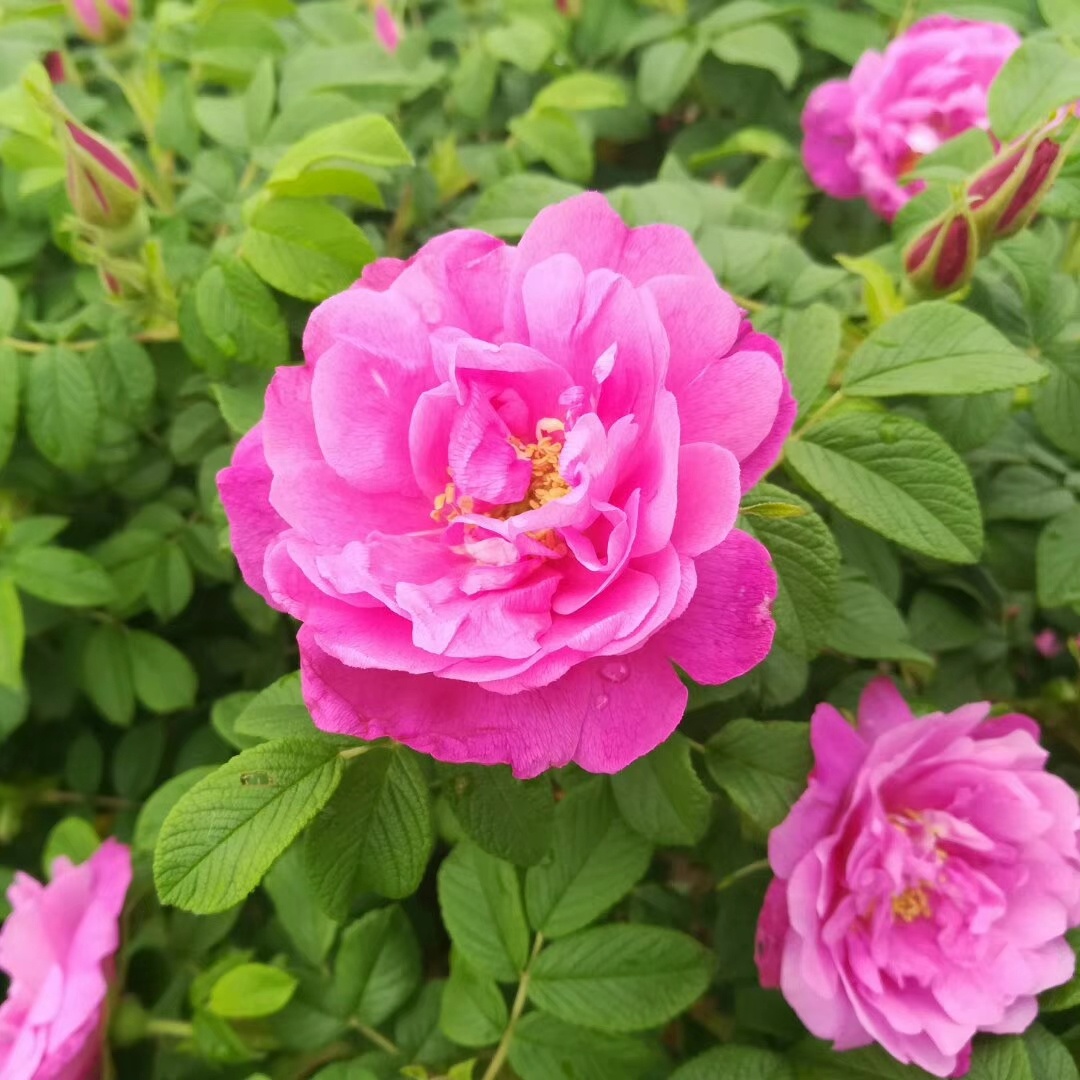 平阴丰花玫瑰花