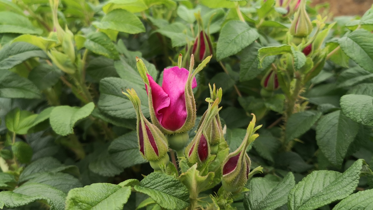 药食同源平阴重瓣红玫瑰花开平阴玫瑰养人的东方玫瑰