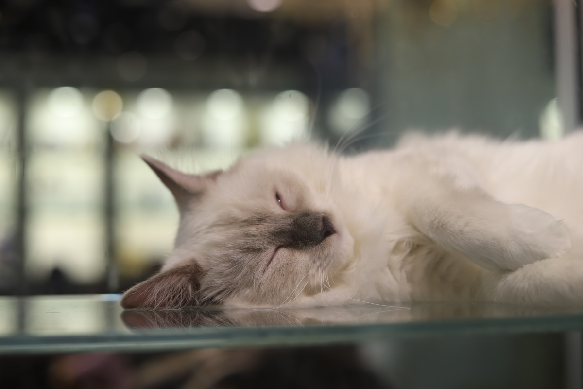 伟德国际日产前掌门戈恩：寻求与本田达成协议是绝望之举 两公司难有协同效应