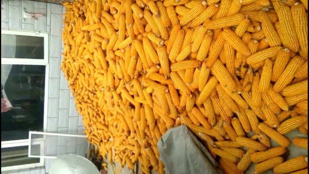 养殖场玉米粒存放方法