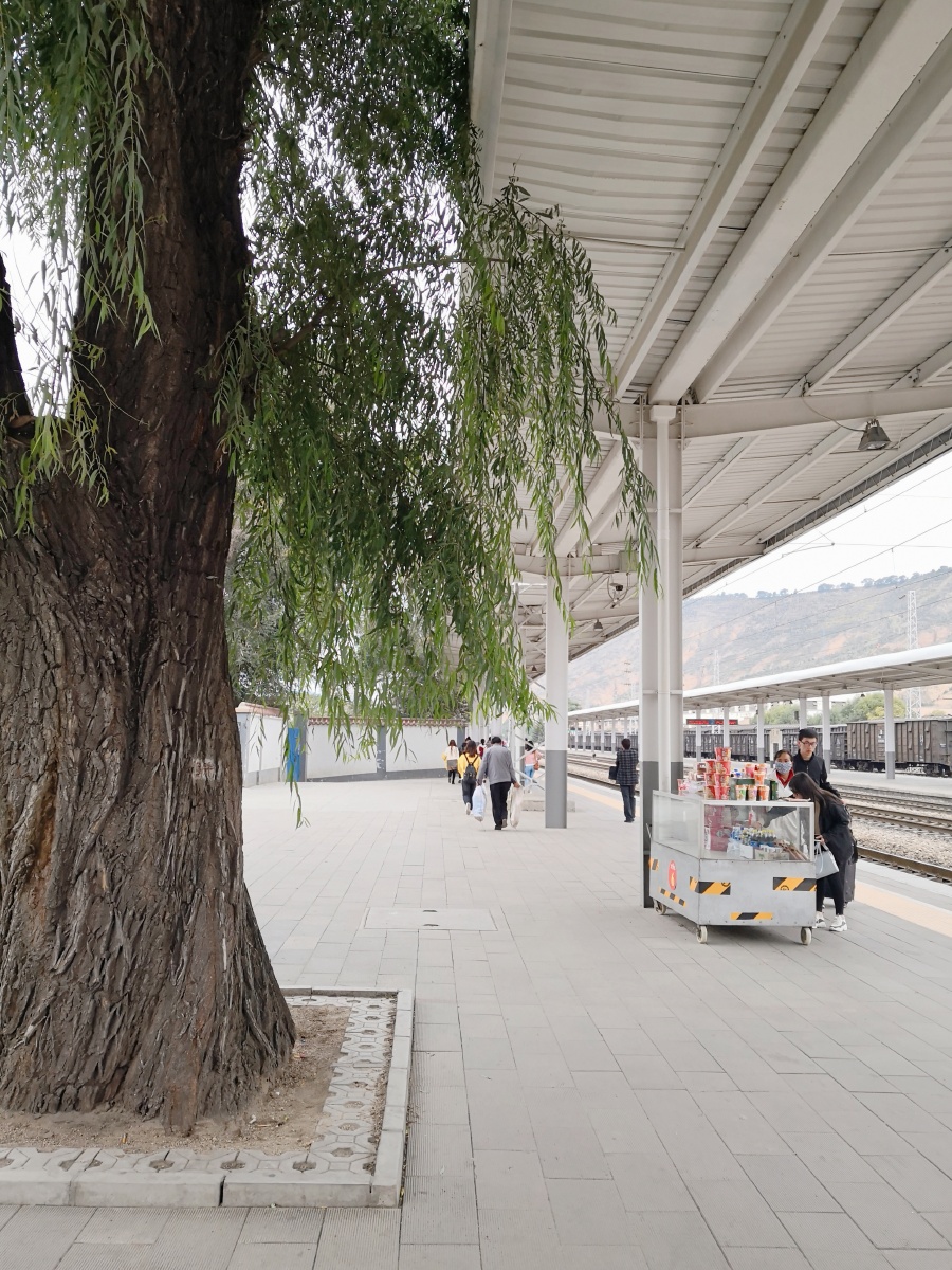 灞桥柳,伤别离;站台柳,悲远行!