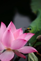 夏荷