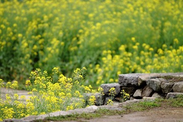 菜花黄