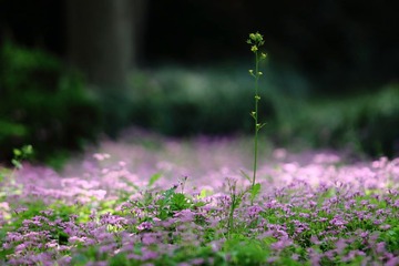 夏花1