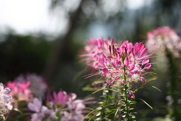 夏花2