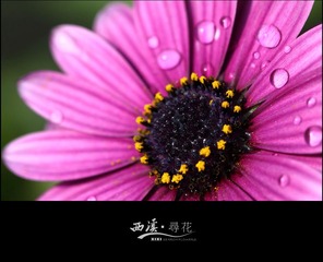 波斯菊