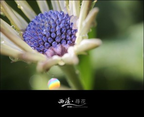 小花3