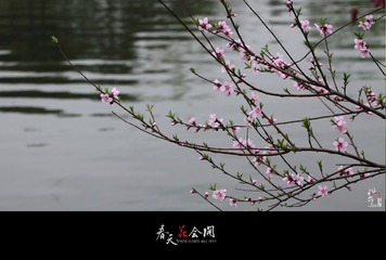 春天花会开.01