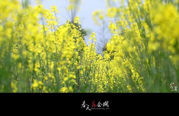 春天花会开.03