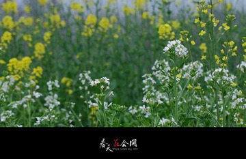 春天花会开.04