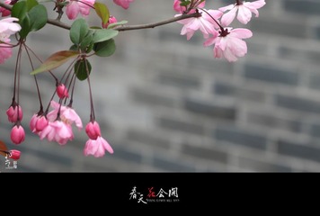 春天花会开.07