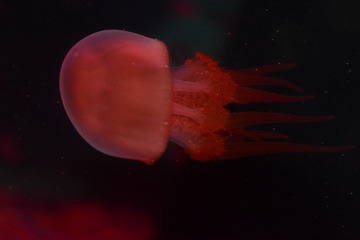 1647069