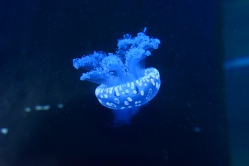 1647077