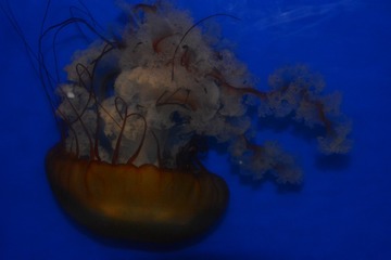 1647081
