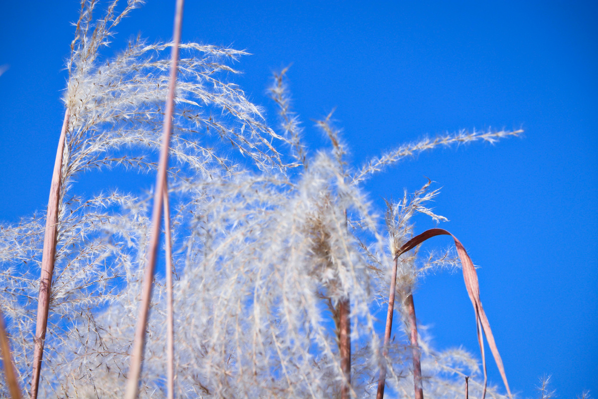 随风飘曳秋风渐起,随风飘曳的芦苇在湛蓝色的天空扯起一面面旗.