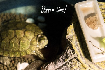 its dinner time
