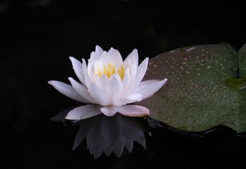曲院风荷