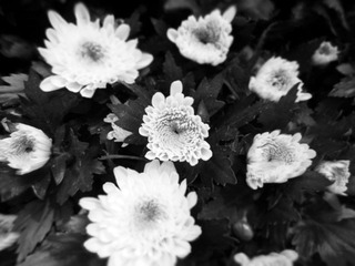 IMG_0252 edited.jpg