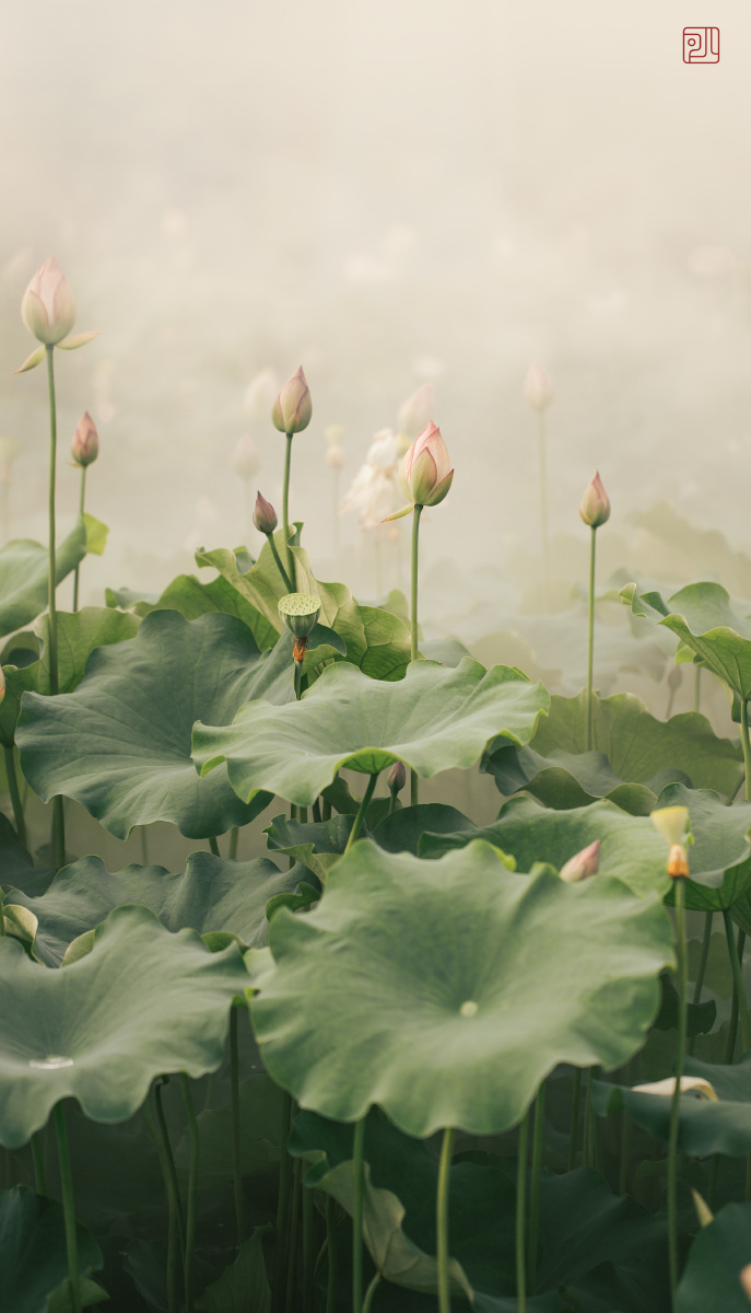 古风荷花写真by可儿摄影