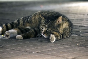 猫，别理我.jpg