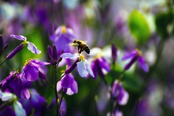 蜜蜂与花.jpg