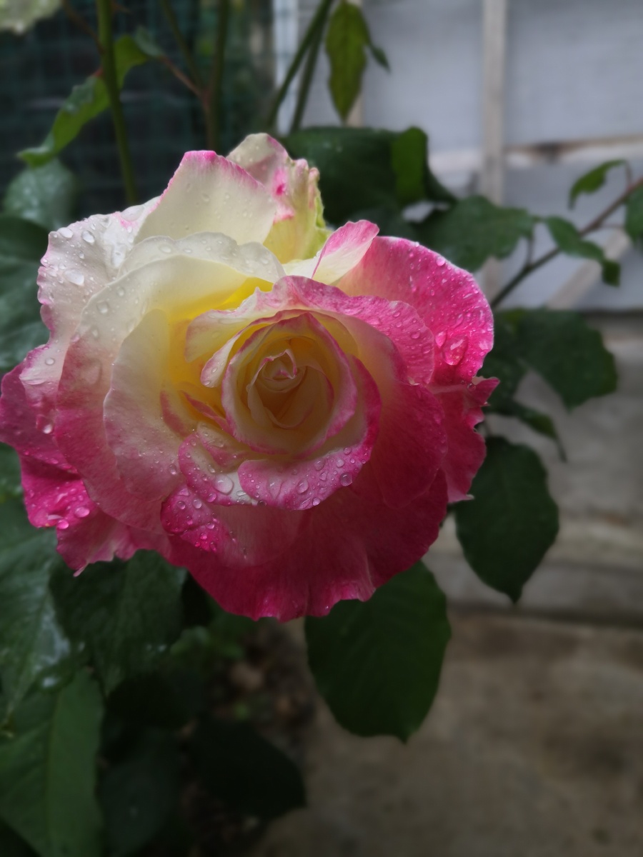 去年买的香水月季——红双喜,终于开花了!娇艳多姿,香味浓郁.