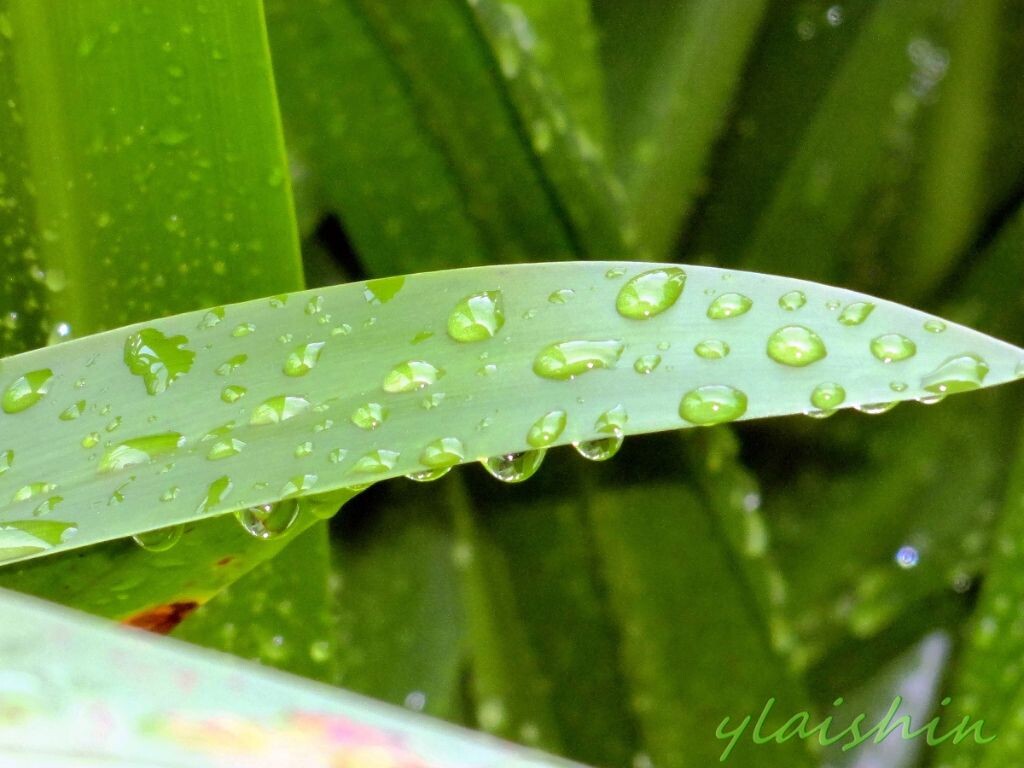 一天下雨后拍的