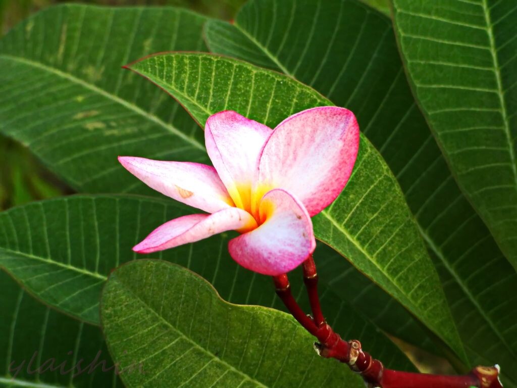 路边一棵小树上的花