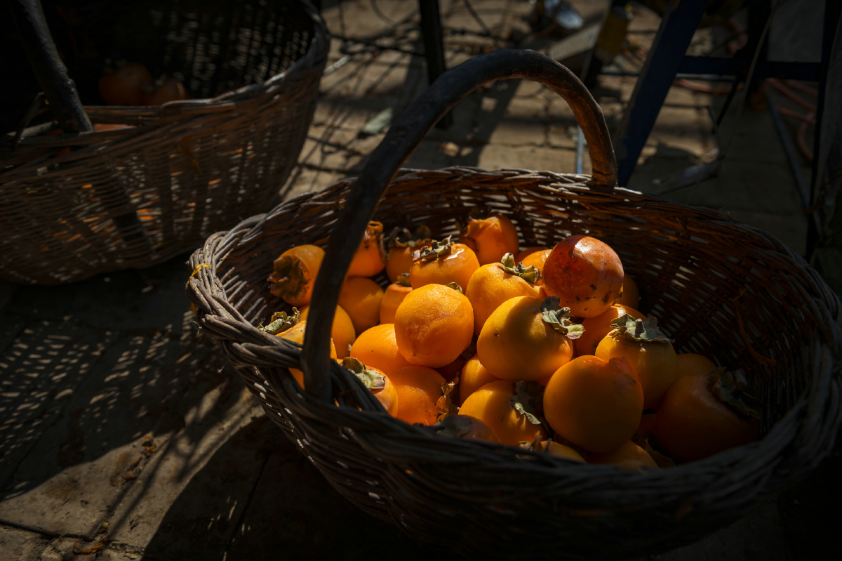 富平的柿子红了