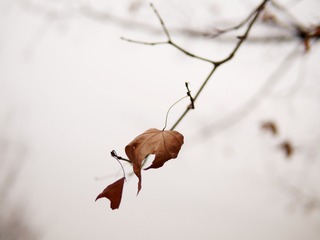 PC060242_DxO