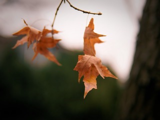 PC060243_DxO