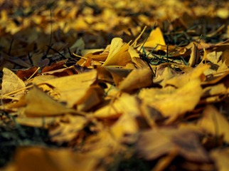 PB080015_DxO