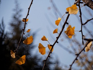 PB080027_DxO