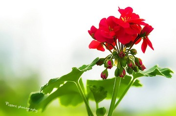 dsc_4267_副本.jpg