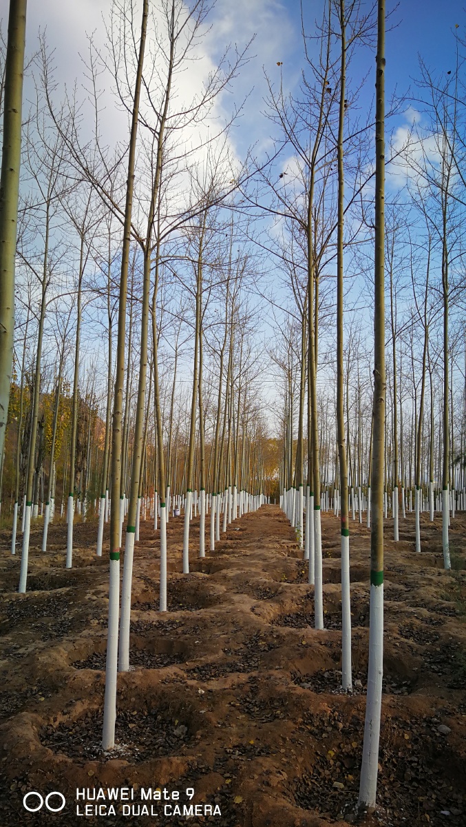 安徽苗木沙地柏培育基地