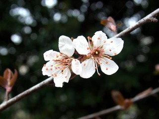 RIMG0249