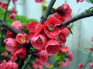 RIMG0253