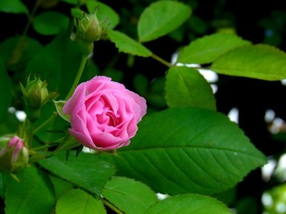 RIMG0338
