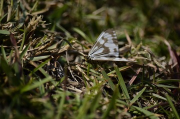 _DSC1933
