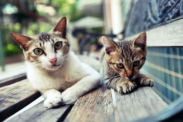小区公养的猫