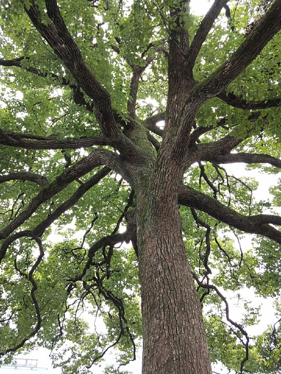 西湖边上一棵老树,不知道你多少岁了,谁曾在你臂弯下停留,他们是年轻