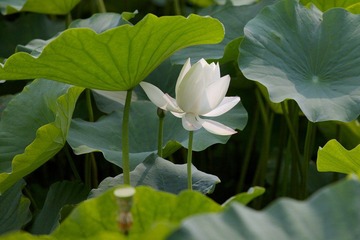 IMG_0332.jpg