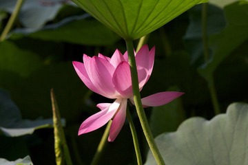 IMG_0342.jpg