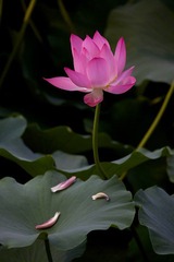 IMG_0346.jpg