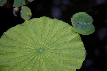 IMG_0361.jpg