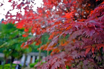 DSCF8198.jpg