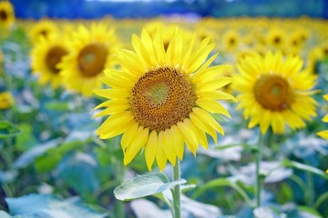 DSCF9023.jpg